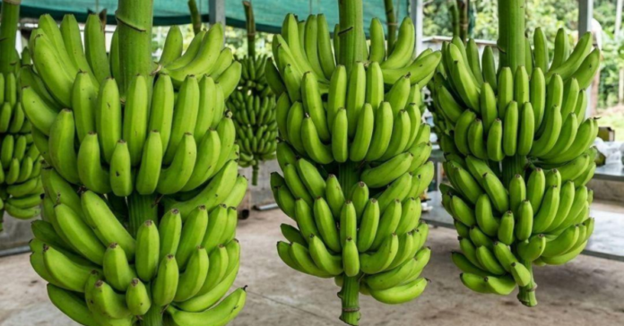 Bananas Trujillo