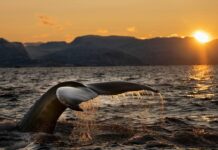 Día Mundial de los Océanos 2026 nos convoca a renovar nuestra forma de ver su vasta inmensidad